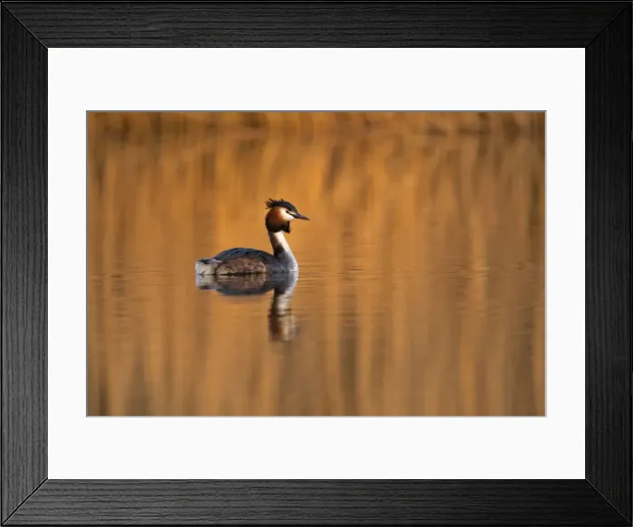 Framed Print : Picture No. 11671274 Framed Print : Picture No. 11671274