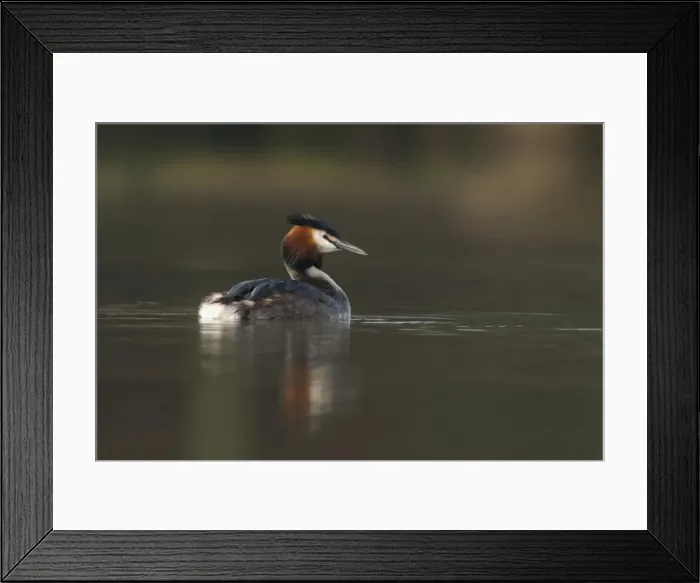 Framed Print : Picture No. 11671275