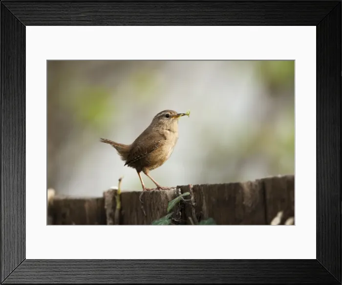 Framed Print : Picture No. 11671276 Framed Print : Picture No. 11671276