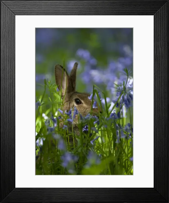 Framed Print : Picture No. 11671278 Framed Print : Picture No. 11671278