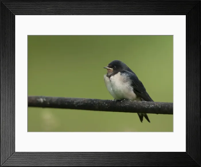 Framed Print : Picture No. 11671279 Framed Print : Picture No. 11671279