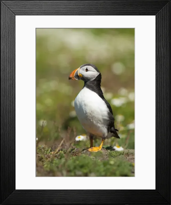 Framed Print : Picture No. 11671280 Framed Print : Picture No. 11671280
