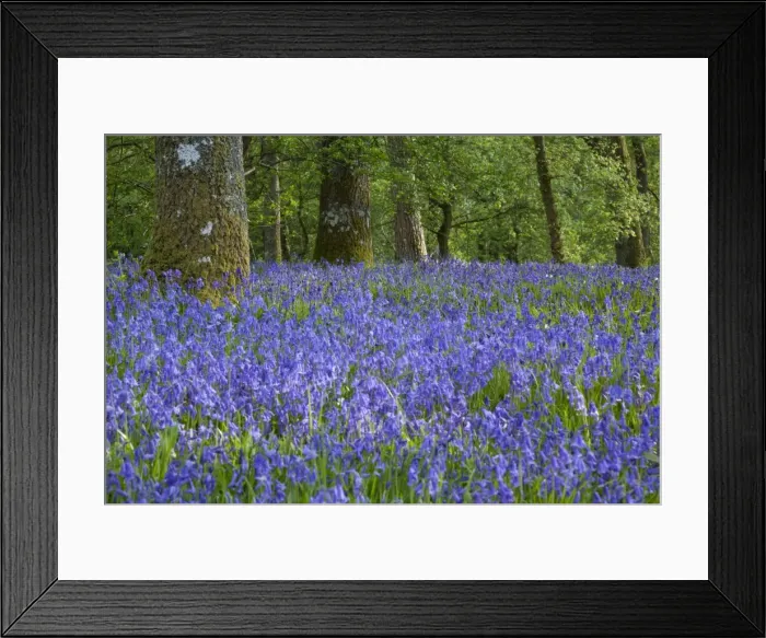Framed Print : Picture No. 11671277 Framed Print : Picture No. 11671277