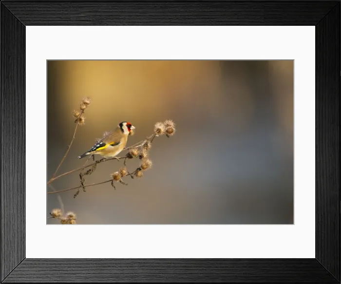 Framed Print : Picture No. 11671283 Framed Print : Picture No. 11671283