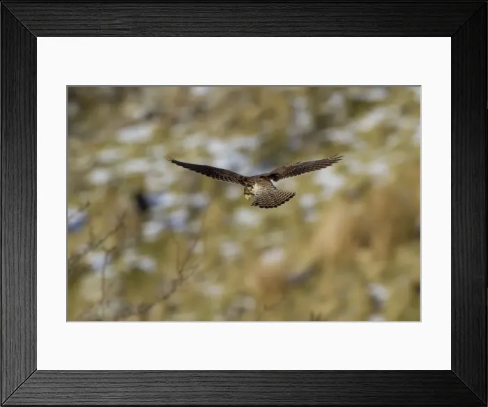 Framed Print : Picture No. 11671284 Framed Print : Picture No. 11671284