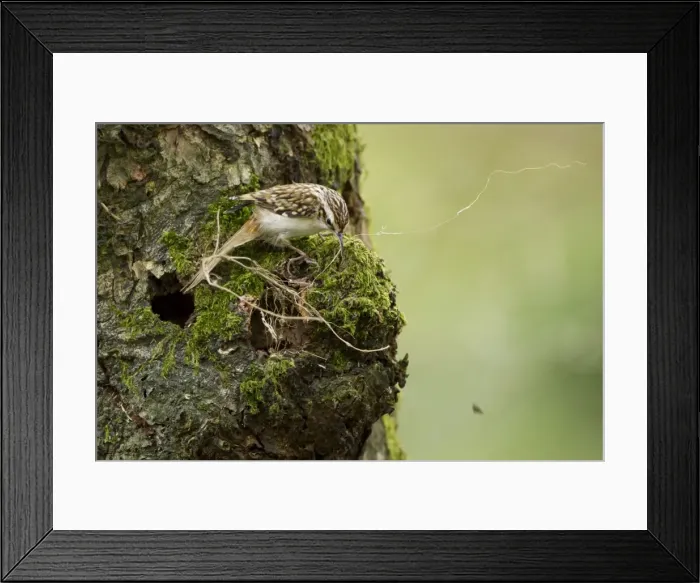 Framed Print : Picture No. 11671285 Framed Print : Picture No. 11671285
