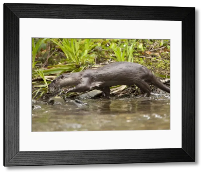Framed Print : Picture No. 11671287 Framed Print : Picture No. 11671287