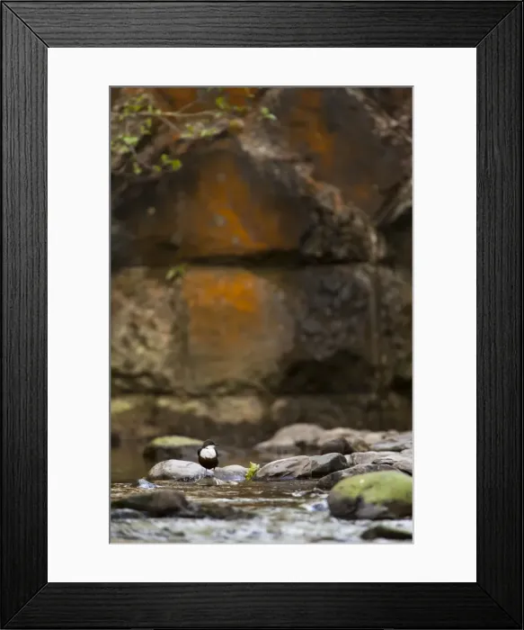 Framed Print : Picture No. 11671288 Framed Print : Picture No. 11671288