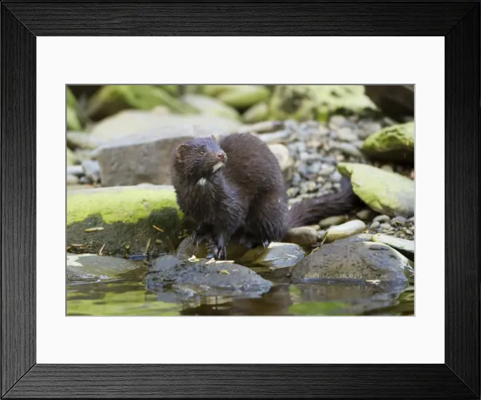 Framed Print : Picture No. 11671289 Framed Print : Picture No. 11671289