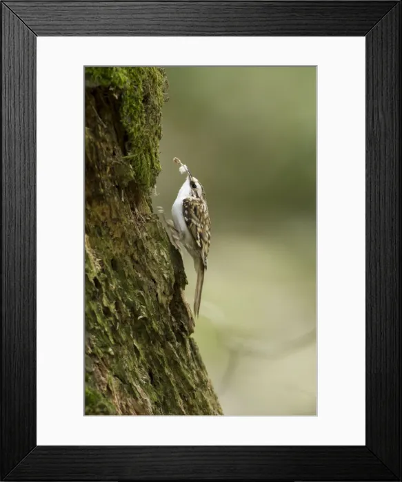 Framed Print : Picture No. 11671286 Framed Print : Picture No. 11671286