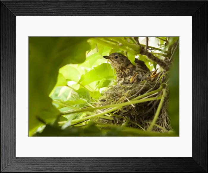 Framed Print : Picture No. 11671290 Framed Print : Picture No. 11671290