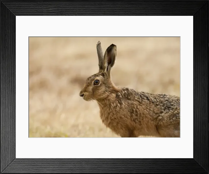 Framed Print : Picture No. 11671291 Framed Print : Picture No. 11671291