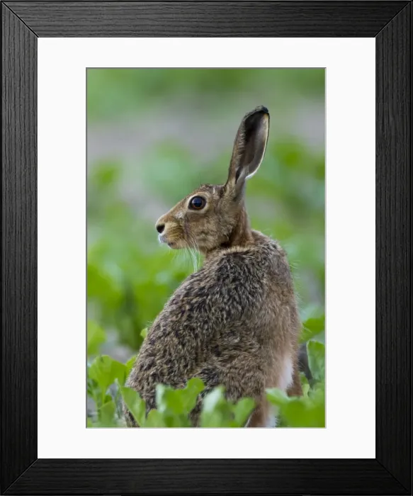 Framed Print : Picture No. 11671292 Framed Print : Picture No. 11671292