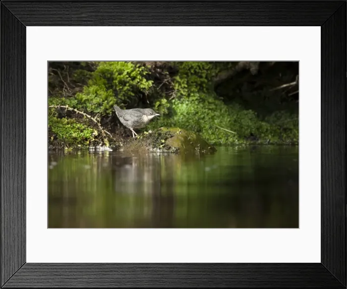 Framed Print : Picture No. 11671295 Framed Print : Picture No. 11671295