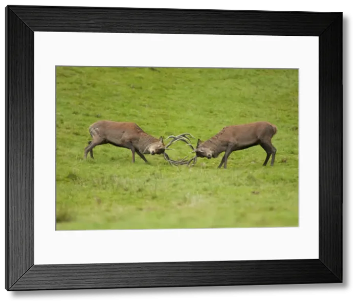 Framed Print : Picture No. 11671299 Framed Print : Picture No. 11671299