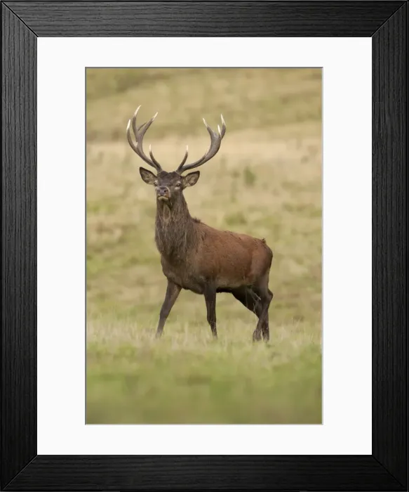 Framed Print : Picture No. 11671301 Framed Print : Picture No. 11671301