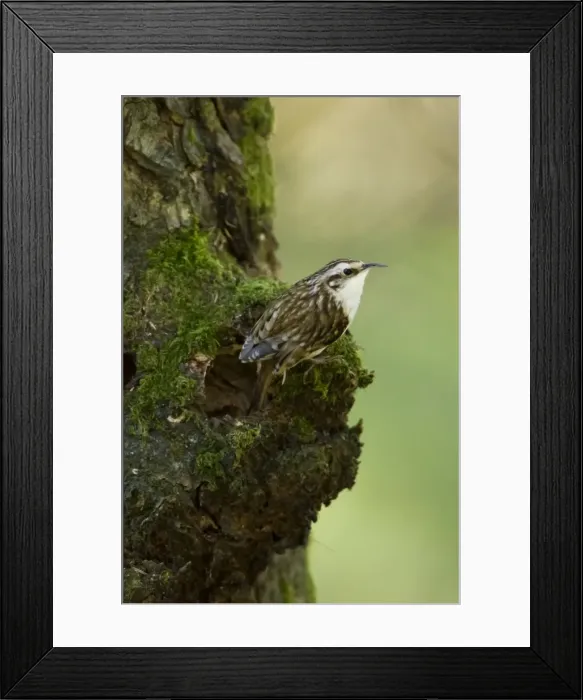 Framed Print : Picture No. 11671304 Framed Print : Picture No. 11671304