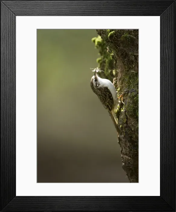 Framed Print : Picture No. 11671305 Framed Print : Picture No. 11671305