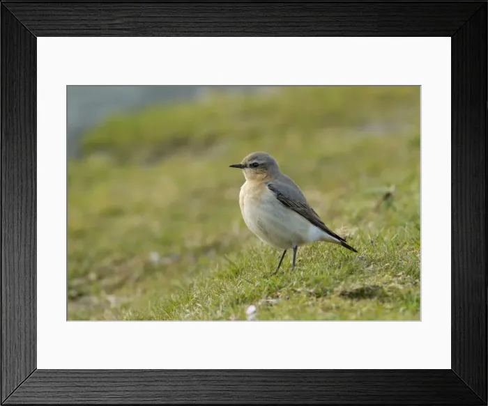 Framed Print : Picture No. 11671306 Framed Print : Picture No. 11671306