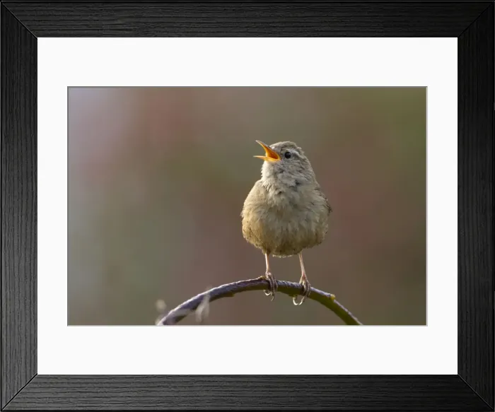 Framed Print : Picture No. 11671307 Framed Print : Picture No. 11671307