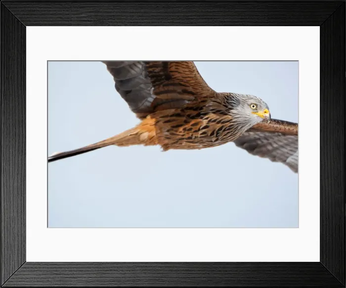 Framed Print : Picture No. 11671311 Framed Print : Picture No. 11671311