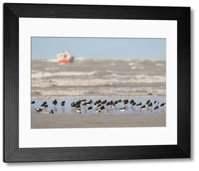 Framed Print : Picture No. 11671314 Framed Print : Picture No. 11671314