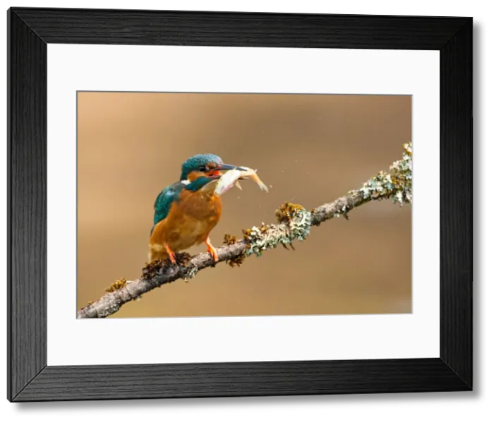 Framed Print : Picture No. 11671317 Framed Print : Picture No. 11671317