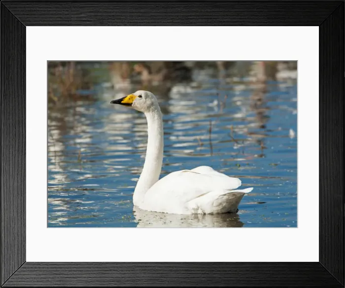 Framed Print : Picture No. 11671320 Framed Print : Picture No. 11671320