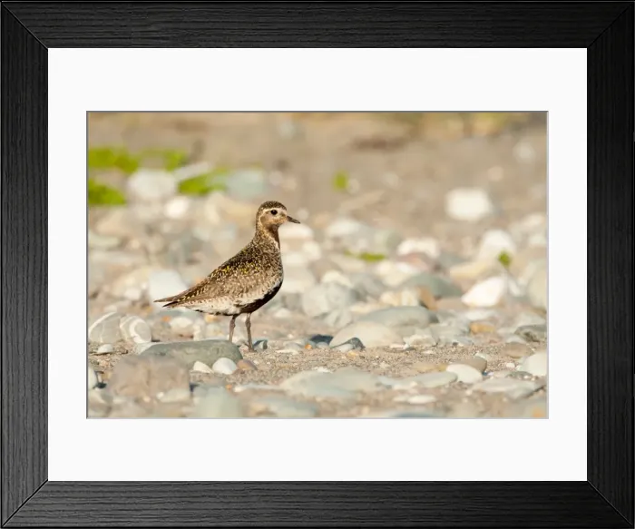 Framed Print : Picture No. 11671319 Framed Print : Picture No. 11671319