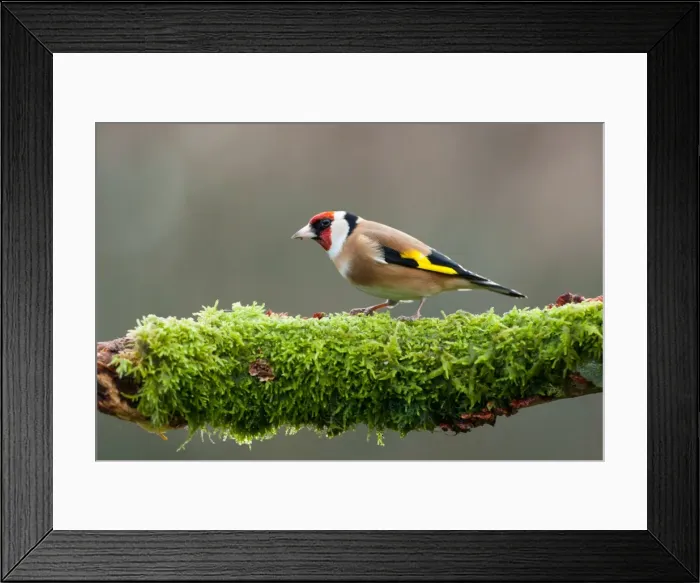 Framed Print : Picture No. 11671321 Framed Print : Picture No. 11671321