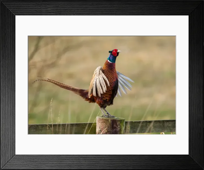 Framed Print : Picture No. 11671322 Framed Print : Picture No. 11671322
