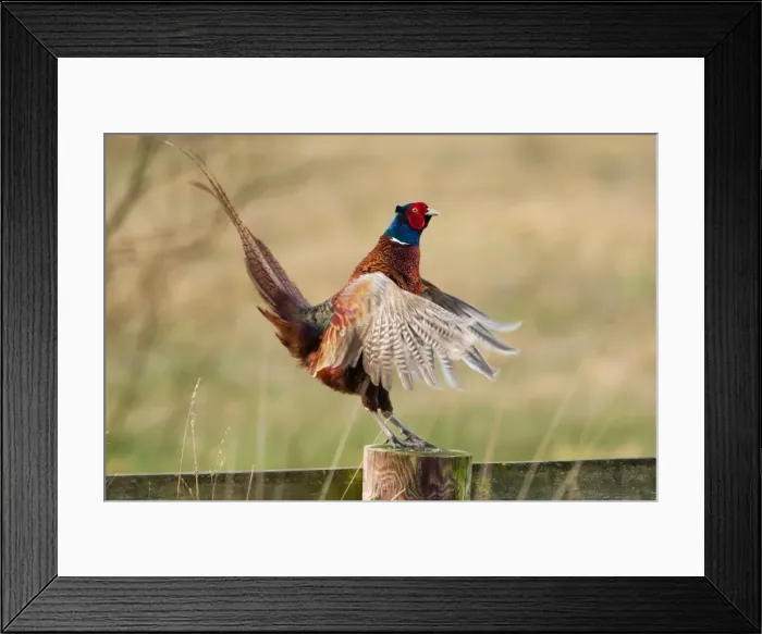 Framed Print : Picture No. 11671323 Framed Print : Picture No. 11671323