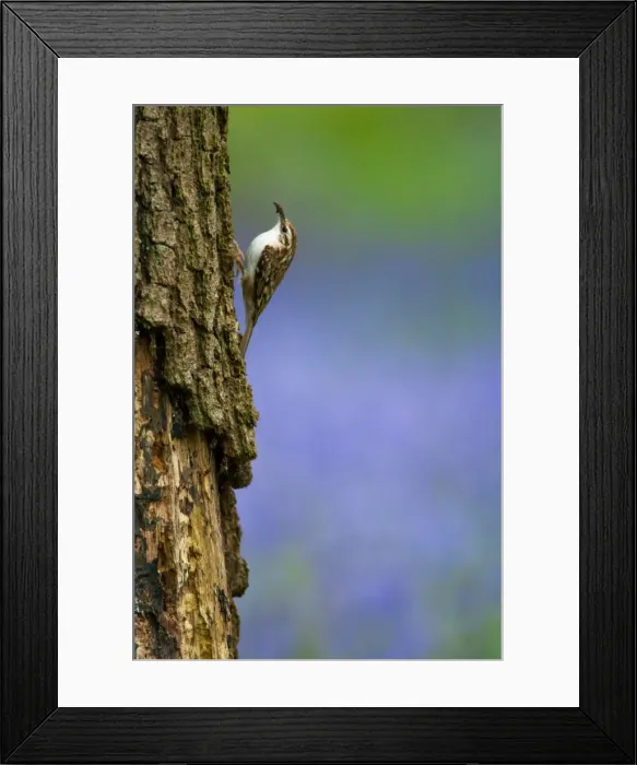 Framed Print : Picture No. 11671324 Framed Print : Picture No. 11671324