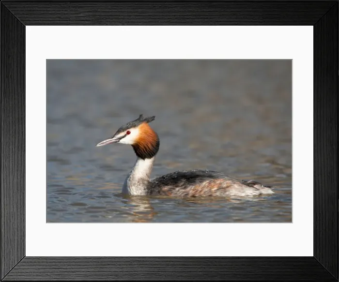 Framed Print : Picture No. 11671327 Framed Print : Picture No. 11671327