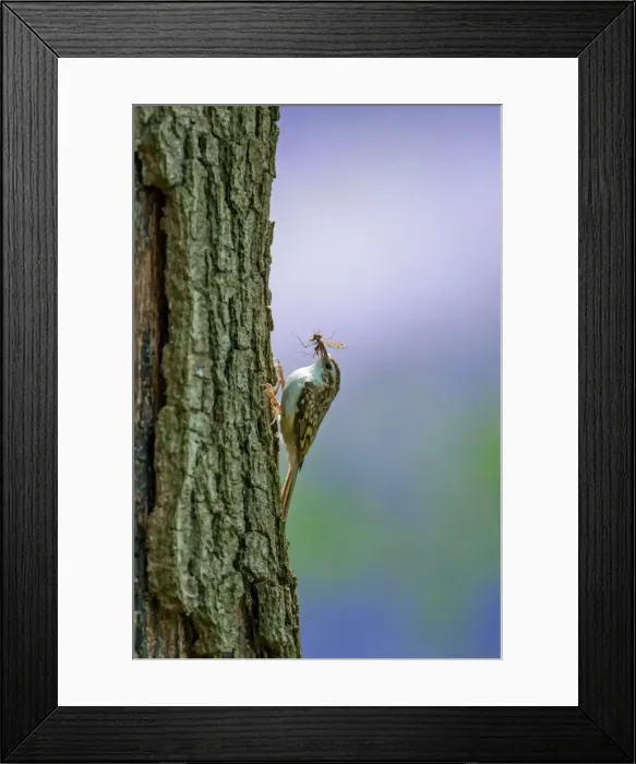 Framed Print : Picture No. 11671329 Framed Print : Picture No. 11671329