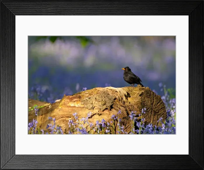 Framed Print : Picture No. 11671331 Framed Print : Picture No. 11671331