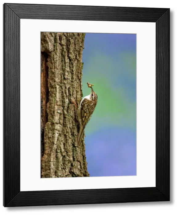 Framed Print : Picture No. 11671330 Framed Print : Picture No. 11671330
