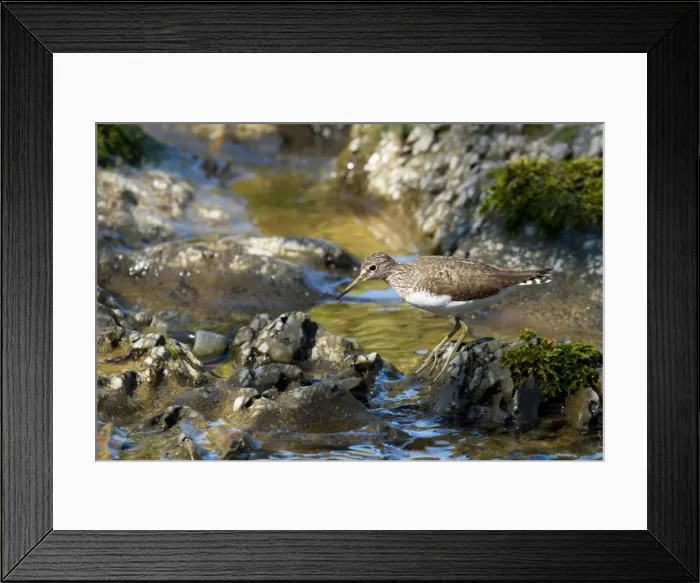 Framed Print : Picture No. 11671333 Framed Print : Picture No. 11671333