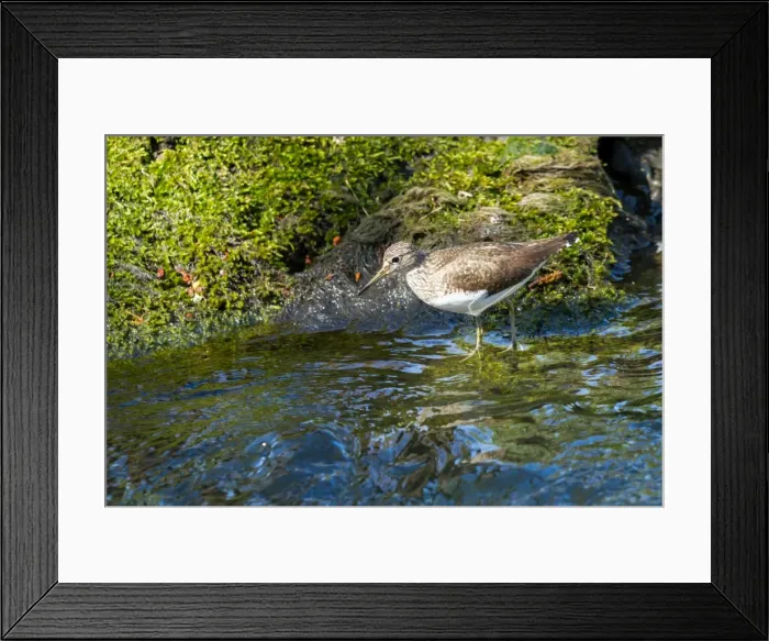 Framed Print : Picture No. 11671334 Framed Print : Picture No. 11671334