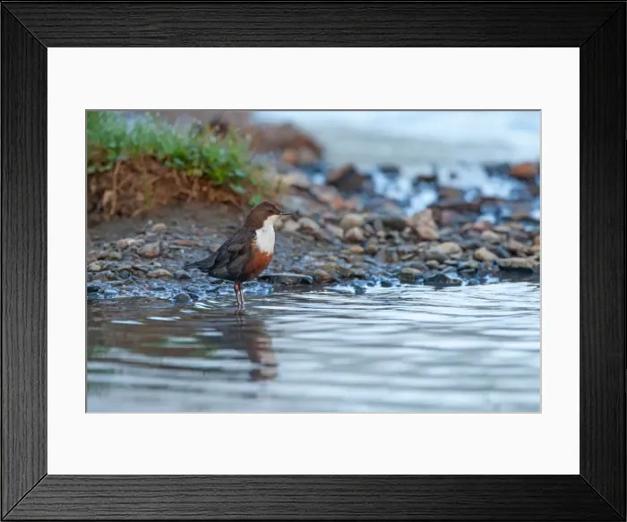 Framed Print : Picture No. 11671335 Framed Print : Picture No. 11671335