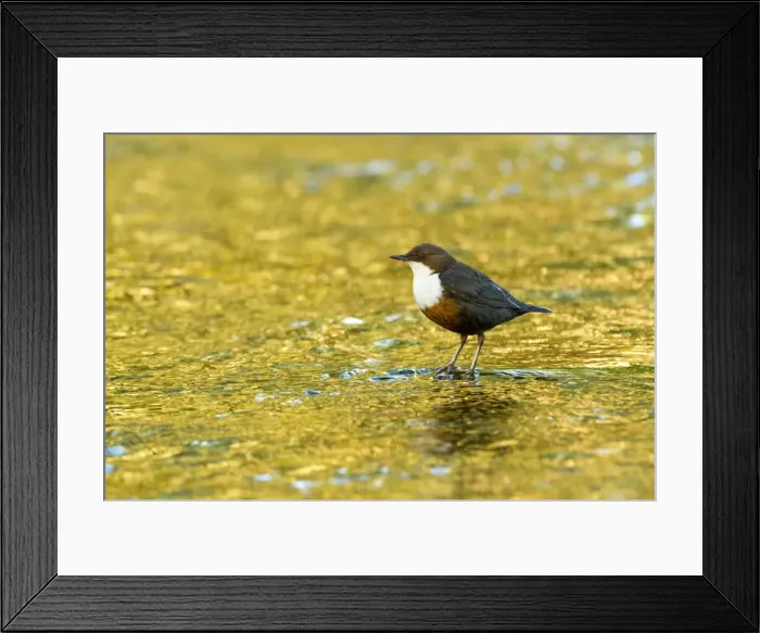 Framed Print : Picture No. 11671337