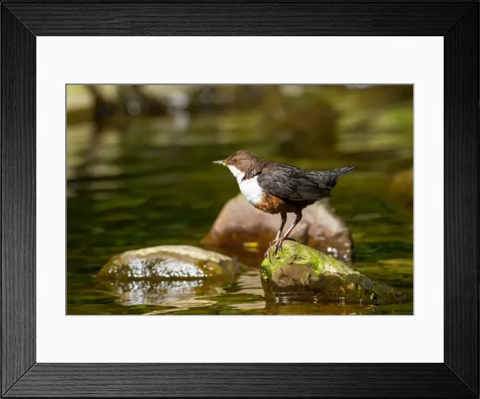Framed Print : Picture No. 11671338 Framed Print : Picture No. 11671338