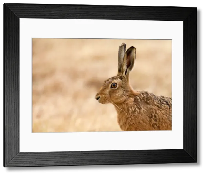 Framed Print : Picture No. 11671339 Framed Print : Picture No. 11671339