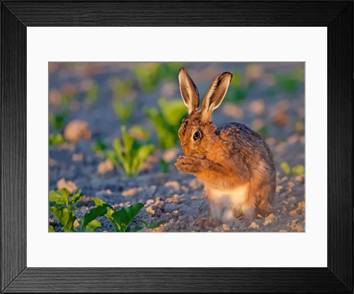 Framed Print : Picture No. 11671340 Framed Print : Picture No. 11671340