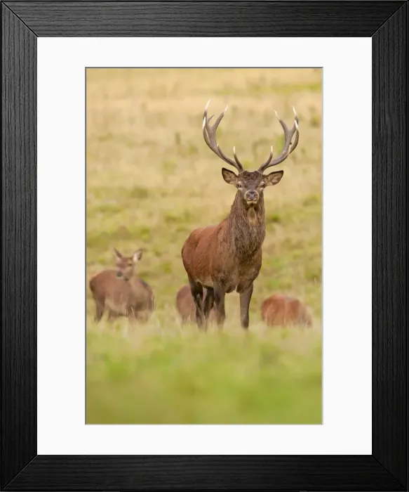 Framed Print : Picture No. 11671345 Framed Print : Picture No. 11671345