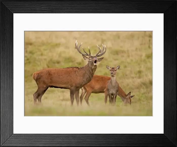 Framed Print : Picture No. 11671344 Framed Print : Picture No. 11671344