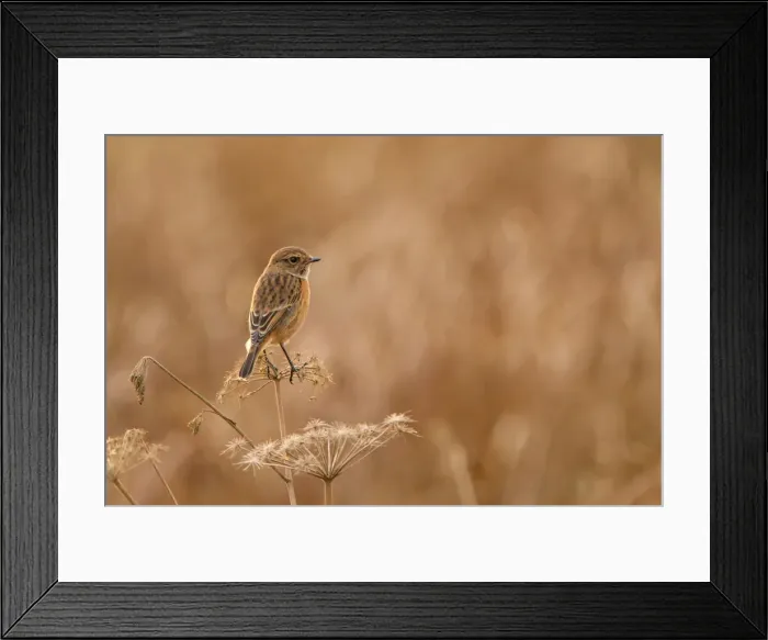 Framed Print : Picture No. 11671346 Framed Print : Picture No. 11671346