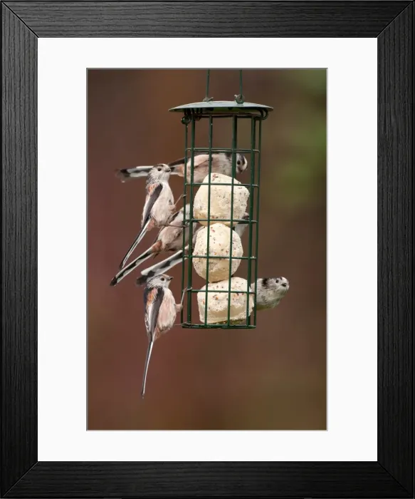 Framed Print : Picture No. 11671347 Framed Print : Picture No. 11671347