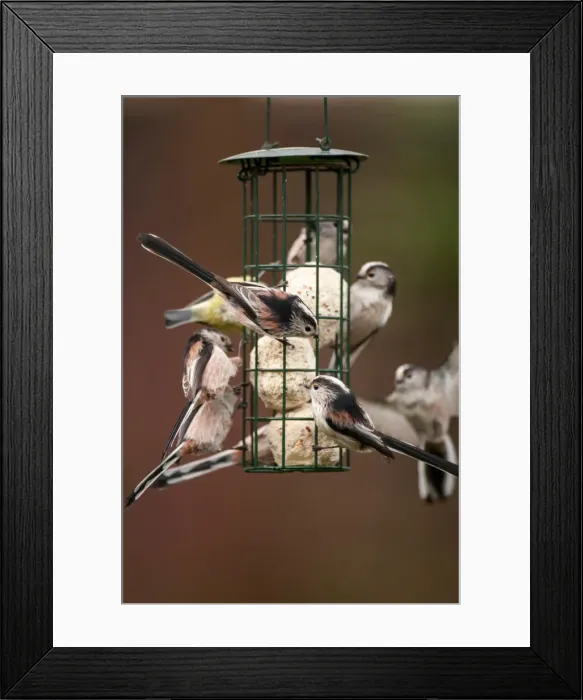 Framed Print : Picture No. 11671348 Framed Print : Picture No. 11671348