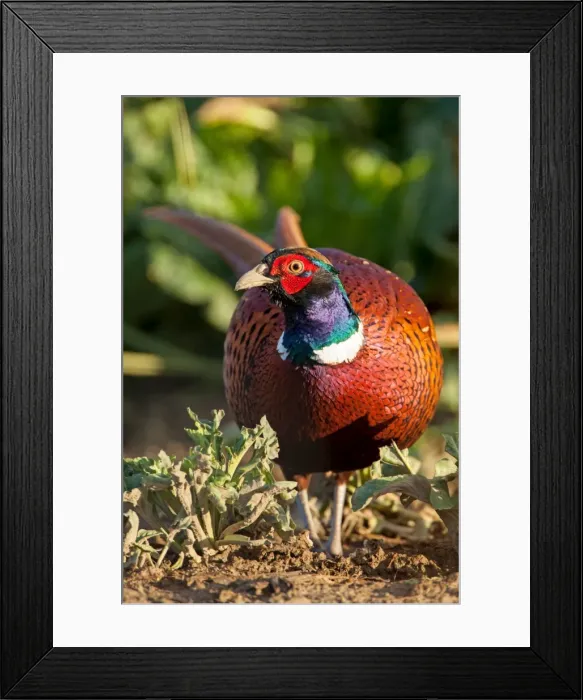 Framed Print : Picture No. 11671349 Framed Print : Picture No. 11671349